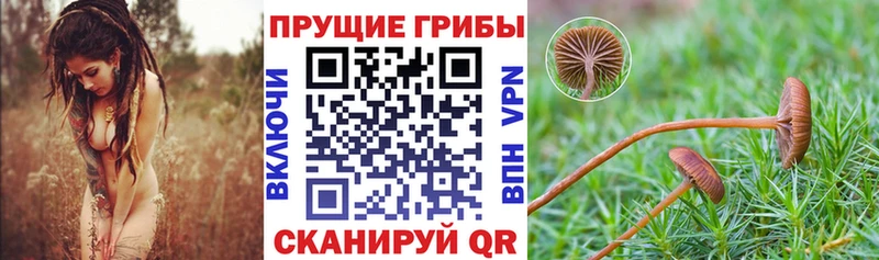 Псилоцибиновые грибы прущие грибы  Купить где  Кохма 